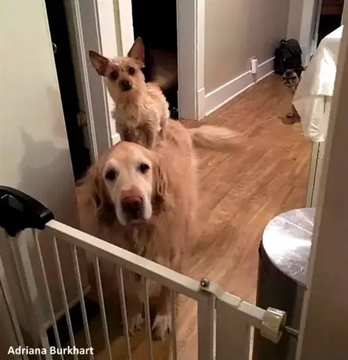 Изображение Изображение