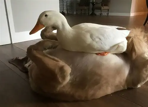 Изображение Изображение
