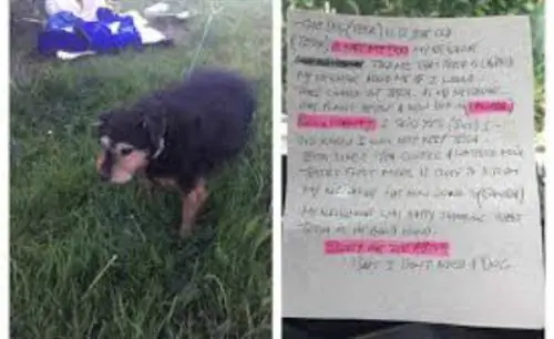«Мне не нужна собака»: записка, оставленная пожилой собаке, брошенной в холодном, влажном поле