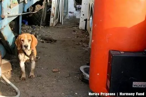 Собака, которая 6 лет прожила на цепи без приюта, не может перестать обнюхивать свой путь по жизни