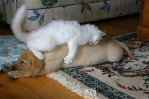 Кошки, которые полны решимости вздремнуть, где захотят, независимо от того, кто стоит на пути