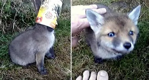 Fox Kit самым сладким образом говорит «спасибо» своему герою
