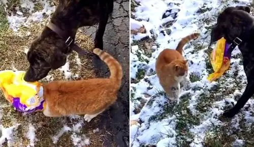 Собака выручает несчастного кота, у которого на голове застрял мешок