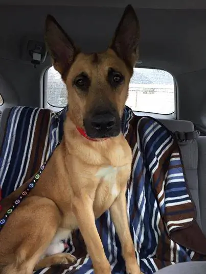 Собака освобождена из камеры смертников благодаря результатам ДНК