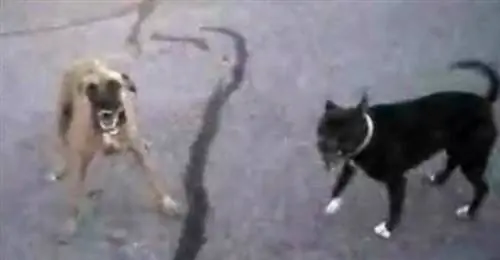 Две злые собаки подходят к полицейскому. Что он делает дальше? НЕВЕРОЯТНЫЙ