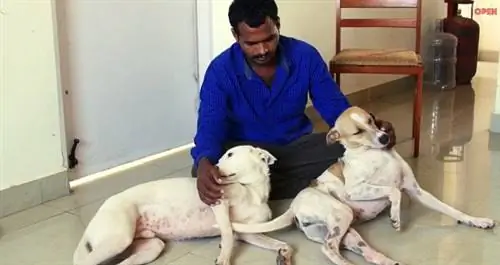 Мужчина 10 лет копил деньги, чтобы купить машину скорой помощи для бездомных собак
