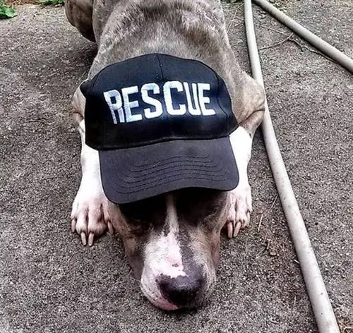Изображение Изображение