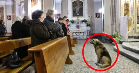 Хозяин этой собаки скончался, его реакция тронула сердца каждого