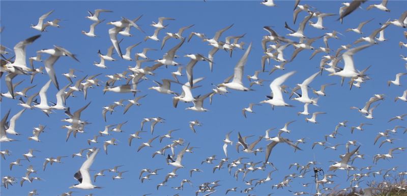 Привлечение больших хохлатых крачек на Тиедун Дао, 25 июля 2013 г. © Ding Peng