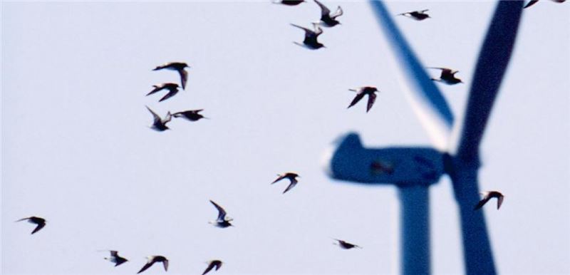 Фото Фредерика Синьоре (LPO; BirdLife во Франции) Фото Фредерика Синьоре (LPO; BirdLife во Франции)