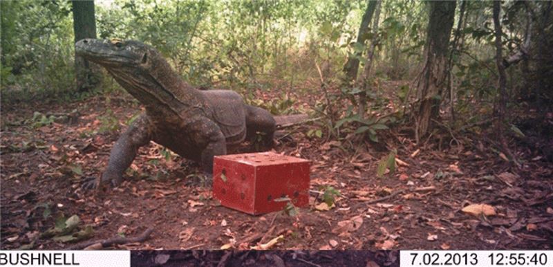 Camertraps подтвердили присутствие самой большой в мире ящерицы на западе Флореса Camertraps подтвердили присутствие самой большой в мире ящерицы на западе Флореса