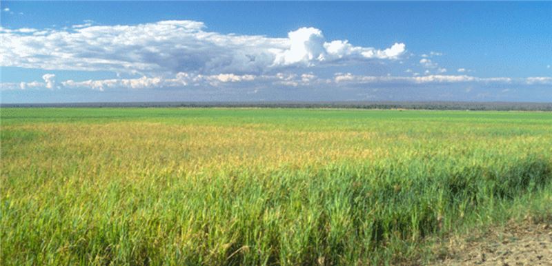 Выращивание риса на водно-болотных угодьях Мадагаскара (Роджер Саффорд) Выращивание риса на водно-болотных угодьях Мадагаскара (Роджер Саффорд)