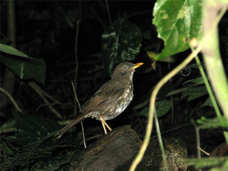 Principe Thrush (Фото: Линси Креллин)