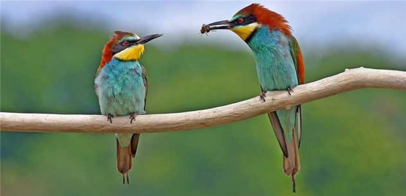 Image Image
