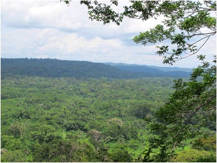 The GolForest: горячая точка биоразнообразия в Либери (Фото: AnnikHillers / RSPB) The GolForest: горячая точка биоразнообразия в Либери (Фото: AnnikHillers / RSPB)