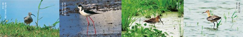 Whimbrel; Чернокрылая ходуля; Бекас обыкновенный; Чернохвостый Годвит. Фотографии: HIH Princess Takamado Whimbrel; Чернокрылая ходуля; Бекас обыкновенный; Чернохвостый Годвит. Фотографии: HIH Princess Takamado