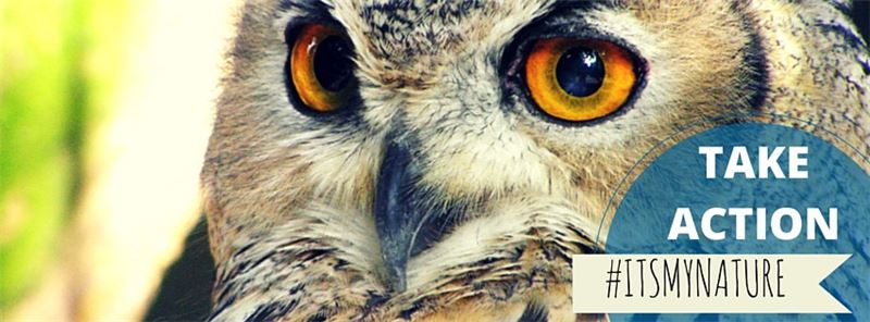 Eurasian Eagle Owl (c) BelgianChocolate, Flickr Eurasian Eagle Owl (c) BelgianChocolate, Flickr
