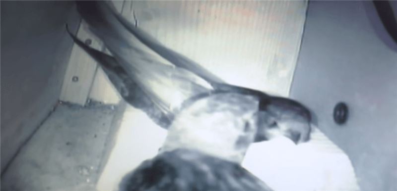 Стрижи. Фото: Шон Харрелл