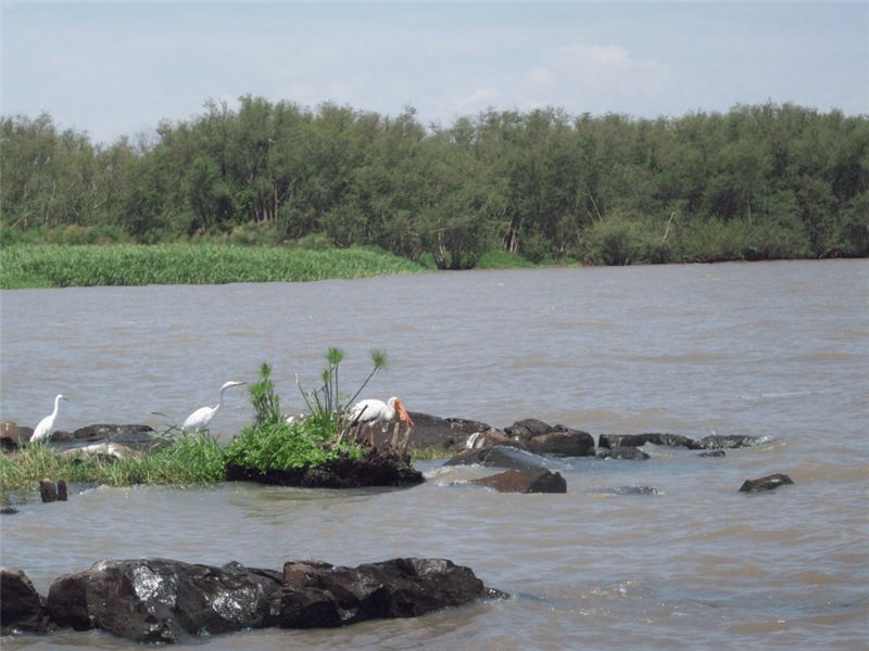 Часть DungBeach © BirdLife Africa