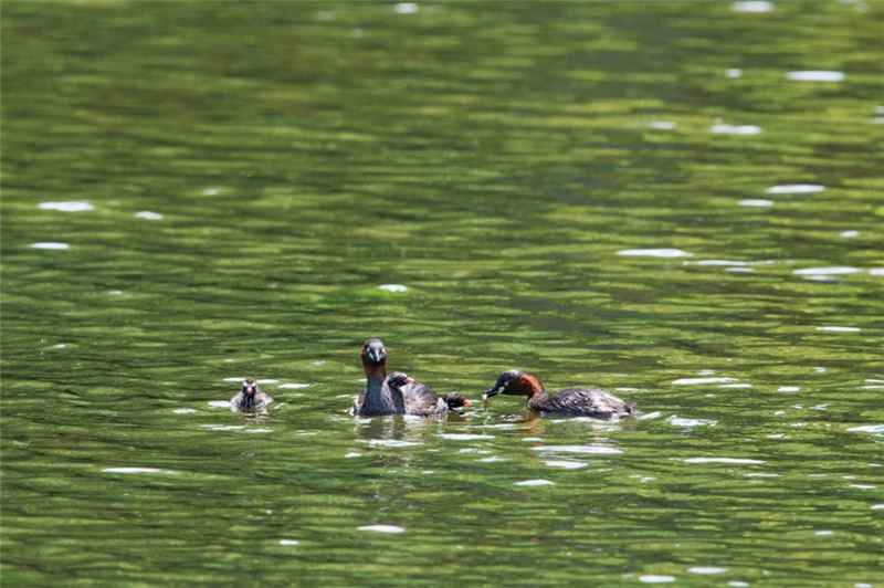Маленькая поганка (Tachybaptus ruficollis). Фотография: `` Высочество принцесса Такамадо '' Маленькая поганка (Tachybaptus ruficollis). Фотография: `` Высочество принцесса Такамадо ''