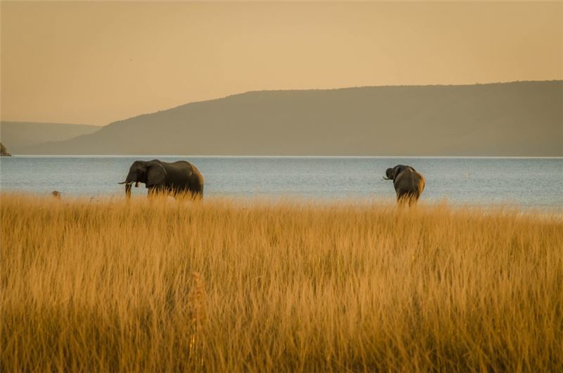 Слоны в НП Нсумбу