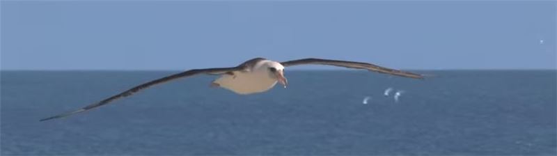 Смотрите на YouTube: Спасение альбатросов - как сократить прилов морских птиц © BirdLife International Смотрите на YouTube: Спасение альбатросов - как сократить прилов морских птиц © BirdLife International