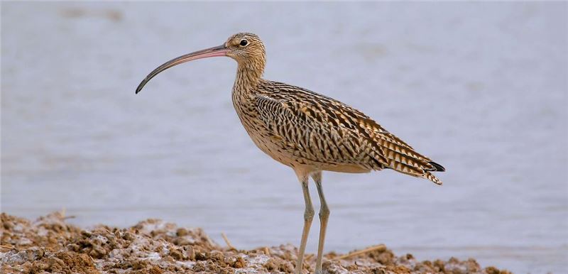 Дальневосточный кроншнеп (Numenius madagascariensis). Изображение: Ли Цзай Дальневосточный кроншнеп (Numenius madagascariensis). Изображение: Ли Цзай