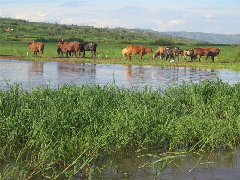 Выпас скота на водно-болотных угодьях Аканьяру © BirdLife International Выпас скота на водно-болотных угодьях Аканьяру © BirdLife International