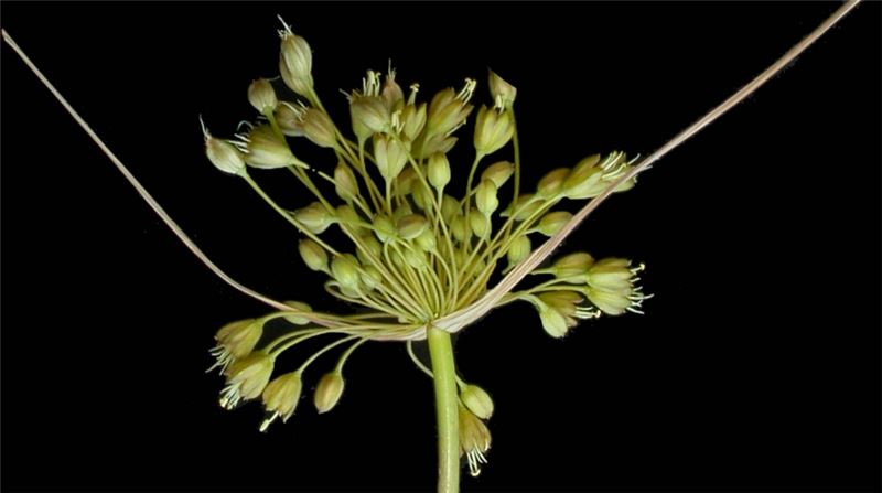 Один из новых видов Allium, обнаруженных командой проекта (c) RBGE Один из новых видов Allium, обнаруженных командой проекта (c) RBGE