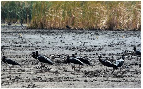Аист Абдима в Чунглагуне © Bird Watch Zambia Аист Абдима в Чунглагуне © Bird Watch Zambia