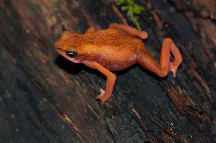 У Cayenne Stubfoot Toad осталось всего 400 км2 подходящей лесной среды обитания в пределах известного ареала во Французской Гвиане (изображение © G. Francesco Ficetola) У Cayenne Stubfoot Toad осталось всего 400 км2 подходящей лесной среды обитания в пределах известного ареала во Французской Гвиане (изображение © G. Francesco Ficetola)