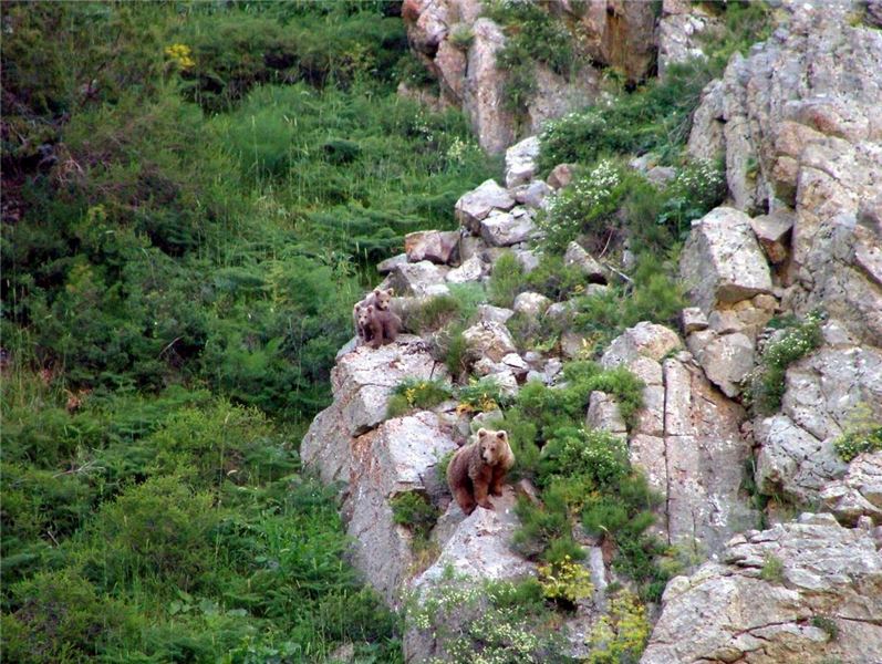 Тянь-шанский бурый медведь Ursus arctos isabellinus в ущелье Талдыбулак. Фото: Шакуль В.Ф Тянь-шанский бурый медведь Ursus arctos isabellinus в ущелье Талдыбулак. Фото: Шакуль В.Ф