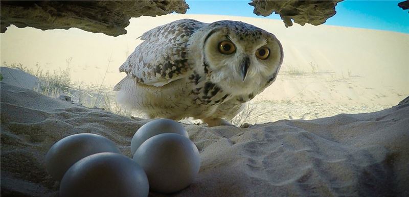 Фараон филин (Bubo ascalaphus) © Faisal Hajwal Фараон филин (Bubo ascalaphus) © Faisal Hajwal