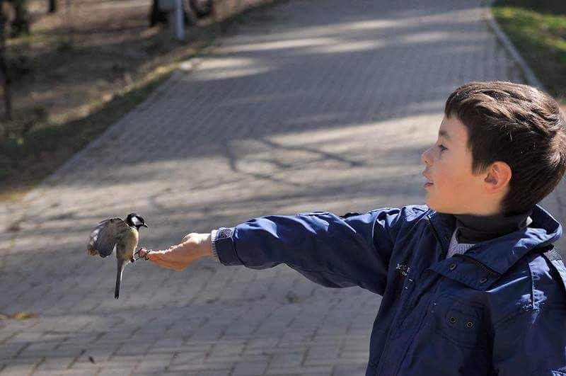 Проект кормушки для птиц Bucharest's Got Wings, (c) SOR Проект кормушки для птиц Bucharest's Got Wings, (c) SOR