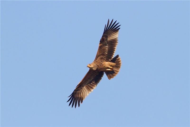 BirdLife Austrice отмечает самый успешный сезон размножения имперских орлов (c) Майкл Дворак BirdLife Austrice отмечает самый успешный сезон размножения имперских орлов (c) Майкл Дворак