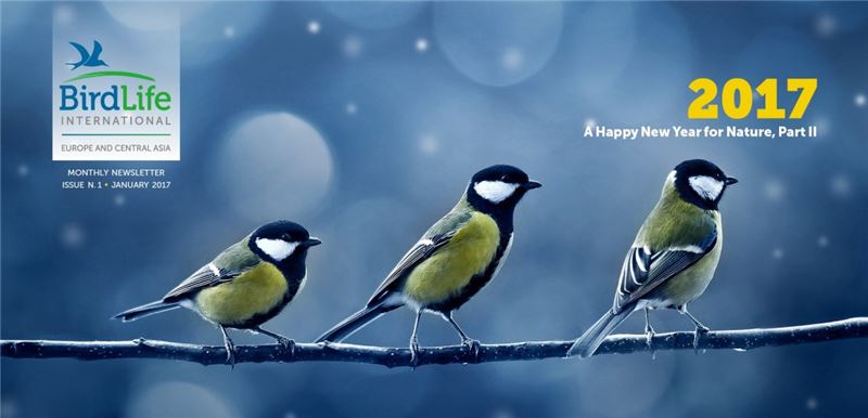 Информационный бюллетень - январь 2017 г. (c) BirdLife ECA Информационный бюллетень - январь 2017 г. (c) BirdLife ECA