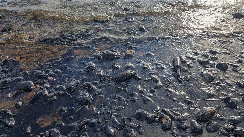 Птицы и морские обитатели были найдены мертвыми на побережье Измита в Западной Турции © DoğDerneği Птицы и морские обитатели были найдены мертвыми на побережье Измита в Западной Турции © DoğDerneği