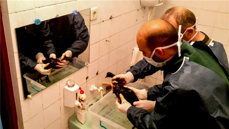 Эркол также посетил зоопарк Фарук Ялчин, чтобы узнать, как живут спасенные птицы © DoğDerneği Эркол также посетил зоопарк Фарук Ялчин, чтобы узнать, как живут спасенные птицы © DoğDerneği