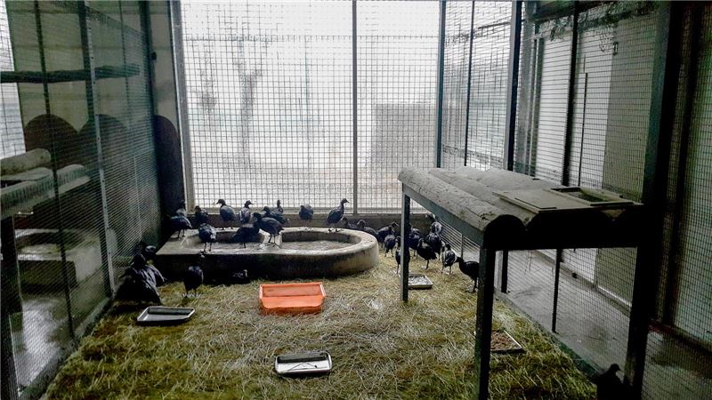 Спасенные дикие животные ждут освобождения в зоопарке Фарук Ялчин © DoğDerneği Спасенные дикие животные ждут освобождения в зоопарке Фарук Ялчин © DoğDerneği