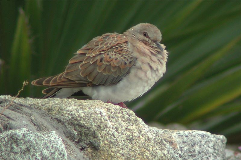Turtle Dove (c) Эрик Демпси Turtle Dove (c) Эрик Демпси