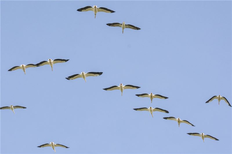 BirdLife и SPE пытаются внушить местным жителям чувство гордости за свою природу © BirdLife BirdLife и SPE пытаются внушить местным жителям чувство гордости за свою природу © BirdLife