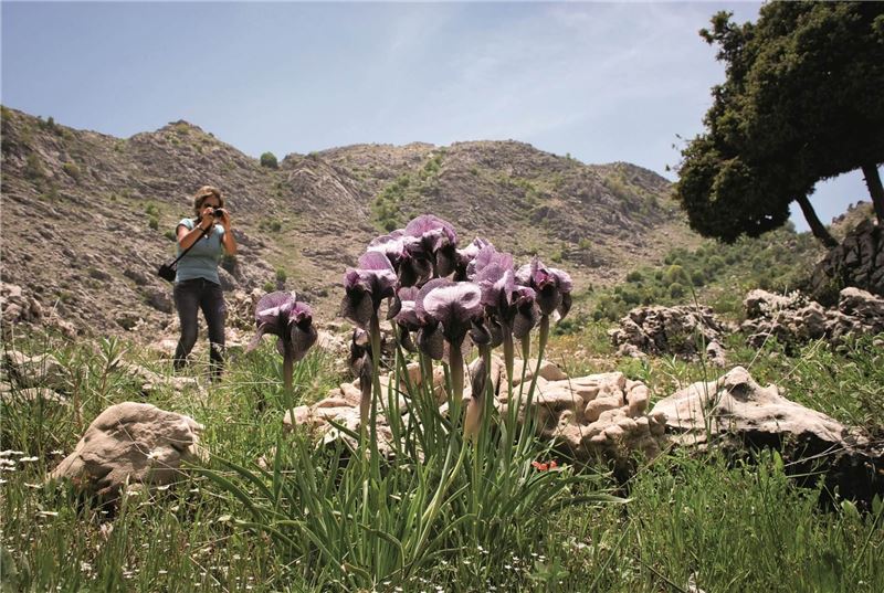 Sofar Iris в микрозаповеднике Ehmej Plant, Ливан © MagdBou Dagher Kharrat Sofar Iris в микрозаповеднике Ehmej Plant, Ливан © MagdBou Dagher Kharrat