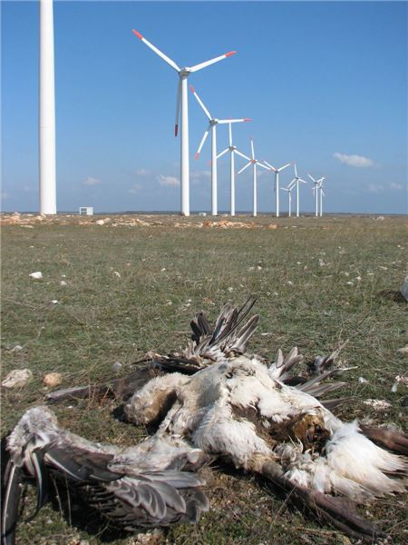 Столкновение птиц с ветряными турбинами © BirdLife Bulgaria Столкновение птиц с ветряными турбинами © BirdLife Bulgaria