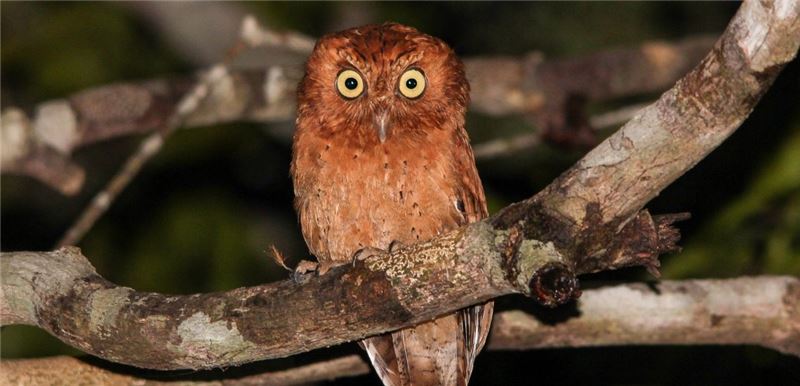 Сококе Scops Owl © Питер Стюард Сококе Scops Owl © Питер Стюард