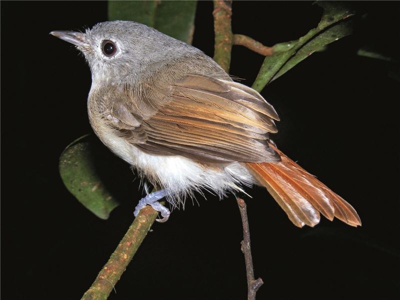 Краснохвостый Ньютон © Bruno Raveloson / Asity Madagascar Краснохвостый Ньютон © Bruno Raveloson / Asity Madagascar
