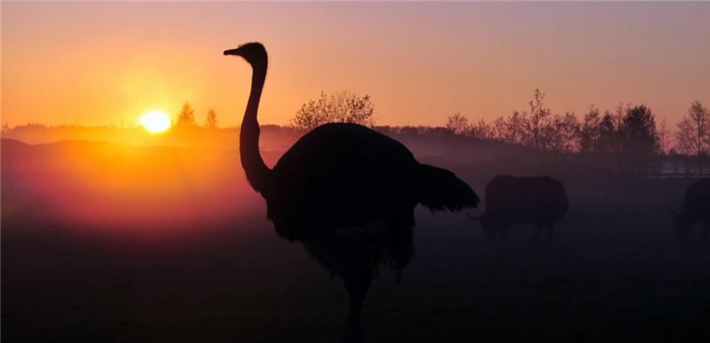 Une autruche au soleil du soir © Shutterstock Une autruche au soleil du soir © Shutterstock