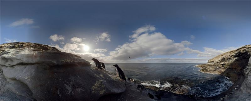 красивая 360-градусная сцена, показывающая, как южный рокхоппер прибывает после кормления в п. © BirdLife / Visualize красивая 360-градусная сцена, показывающая, как южный рокхоппер прибывает после кормления в п. © BirdLife / Visualize