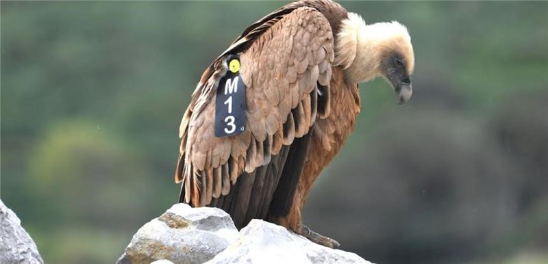 Гриф-гриф M13 после выпуска © Рашид Эль Халмичи Гриф-гриф M13 после выпуска © Рашид Эль Халмичи