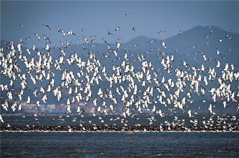 Облака куликов ищут убежище в илистых отмелях вокруг острова Юбу © Seocheon County Облака куликов ищут убежище в илистых отмелях вокруг острова Юбу © Seocheon County