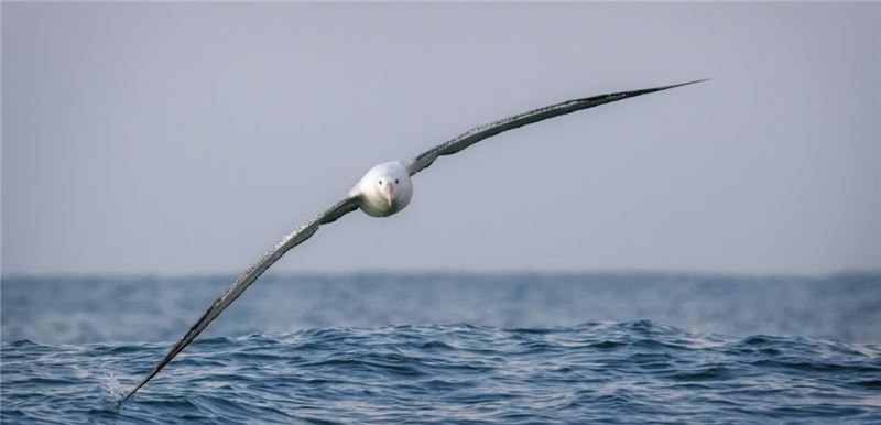 Странствующий альбатрос © Prince Images Странствующий альбатрос © Prince Images